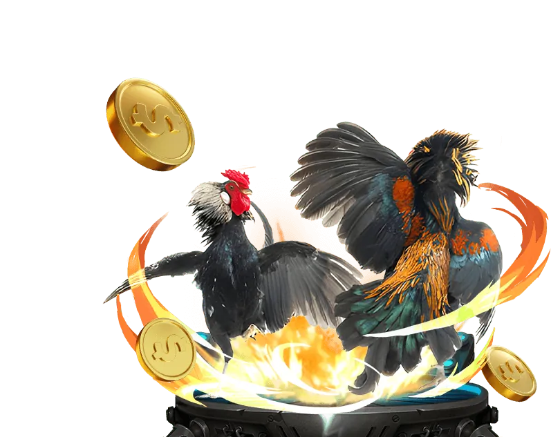 Các loại hình đá gà phổ biến tại Kim99 như Thomo và Campuchia